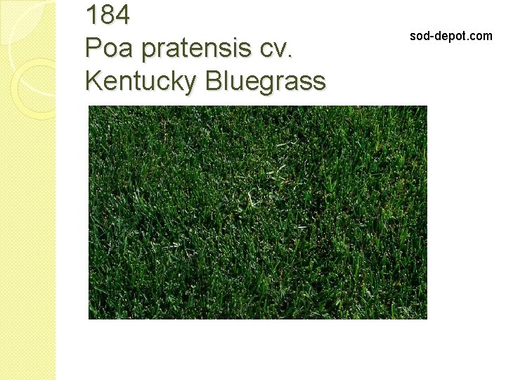 184 Poa pratensis cv. Kentucky Bluegrass sod-depot. com 