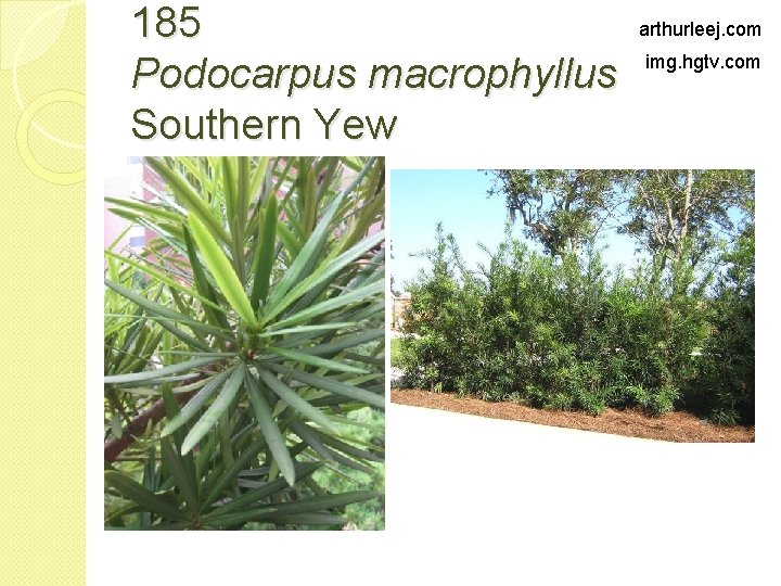 185 Podocarpus macrophyllus Southern Yew arthurleej. com img. hgtv. com 
