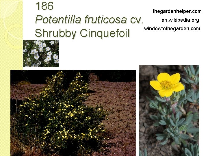 186 thegardenhelper. com en. wikipedia. org Potentilla fruticosa cv. windowtothegarden. com Shrubby Cinquefoil 