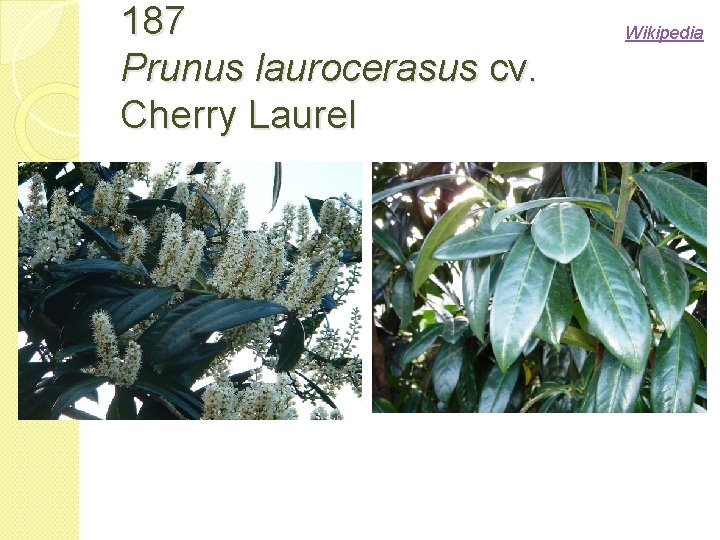 187 Prunus laurocerasus cv. Cherry Laurel Wikipedia 