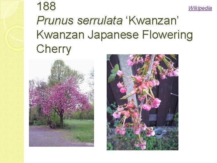 Wikipedia 188 Prunus serrulata ‘Kwanzan’ Kwanzan Japanese Flowering Cherry 