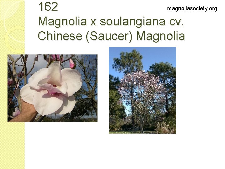 magnoliasociety. org 162 Magnolia x soulangiana cv. Chinese (Saucer) Magnolia 