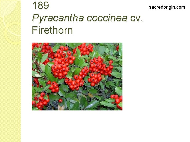189 Pyracantha coccinea cv. Firethorn sacredorigin. com 
