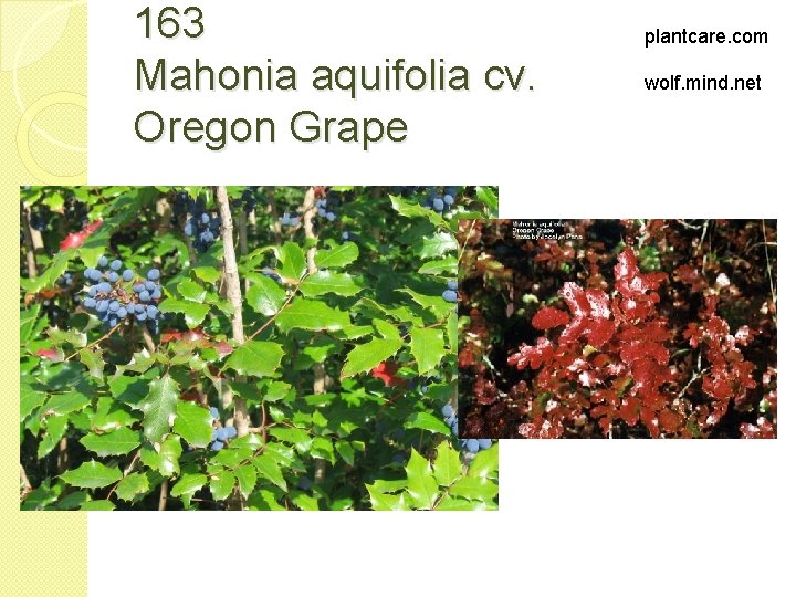 163 Mahonia aquifolia cv. Oregon Grape plantcare. com wolf. mind. net 