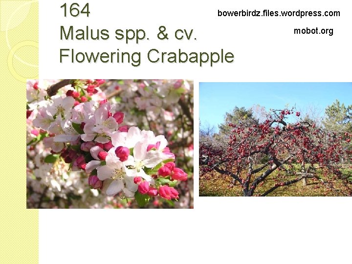 bowerbirdz. files. wordpress. com 164 mobot. org Malus spp. & cv. Flowering Crabapple 