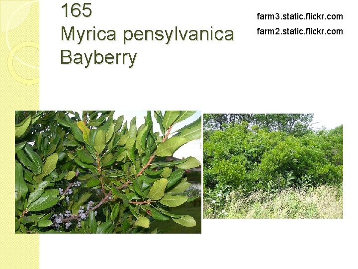 165 Myrica pensylvanica Bayberry farm 3. static. flickr. com farm 2. static. flickr. com