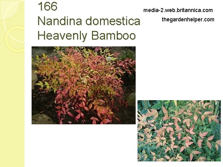 166 media-2. web. britannica. com thegardenhelper. com Nandina domestica Heavenly Bamboo 