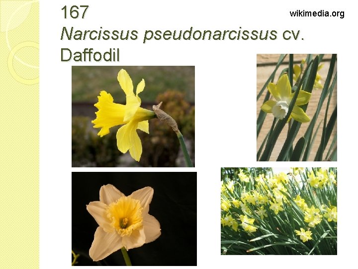wikimedia. org 167 Narcissus pseudonarcissus cv. Daffodil 