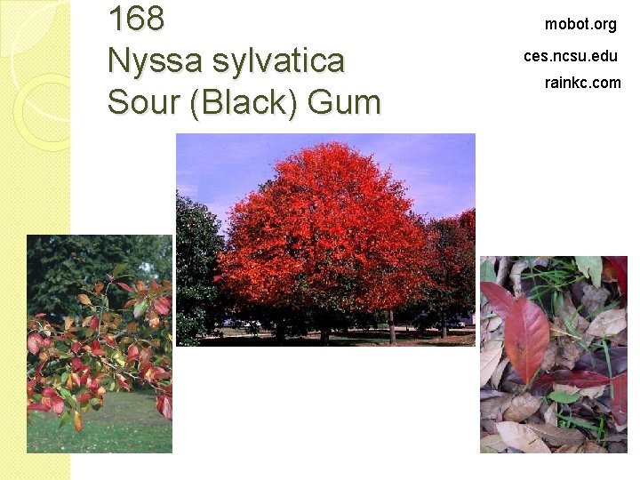 168 Nyssa sylvatica Sour (Black) Gum mobot. org ces. ncsu. edu rainkc. com 