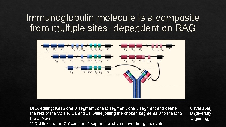 Immunoglobulin molecule is a composite from multiple sites- dependent on RAG DNA editing: Keep