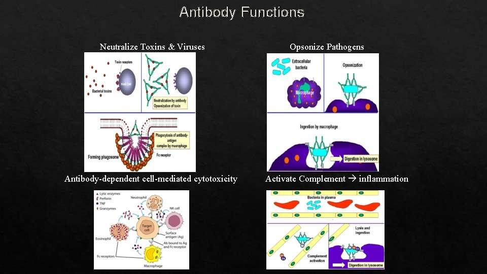 Antibody Functions Neutralize Toxins & Viruses Antibody-dependent cell-mediated cytotoxicity Opsonize Pathogens Activate Complement inflammation