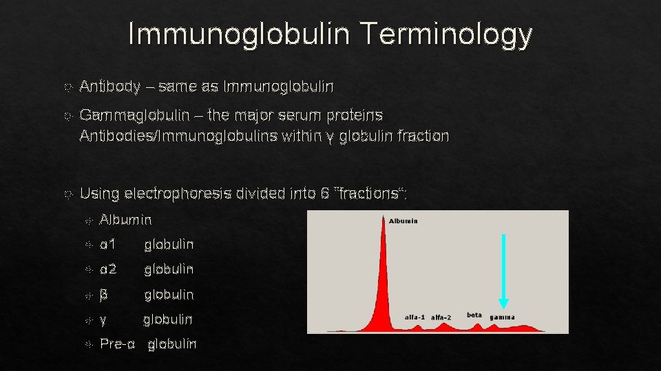 Immunoglobulin Terminology Antibody – same as Immunoglobulin Gammaglobulin – the major serum proteins Antibodies/Immunoglobulins