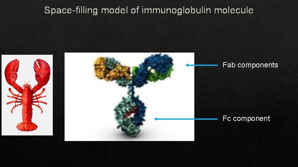 Space-filling model of immunoglobulin molecule Fab components Fc component 