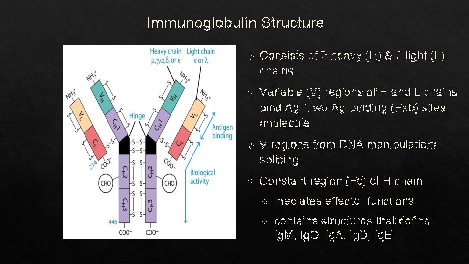 Immunoglobulin Structure Consists of 2 heavy (H) & 2 light (L) chains Variable (V)