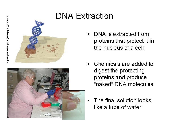 http: //projects. nfstc. org/gallery/main. php? g 2_item. Id=675 DNA Extraction • DNA is extracted