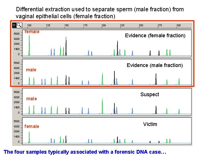 Differential extraction used to separate sperm (male fraction) from vaginal epithelial cells (female fraction)