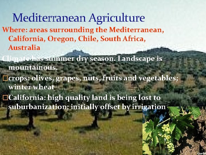 Mediterranean Agriculture Where: areas surrounding the Mediterranean, California, Oregon, Chile, South Africa, Australia Climate