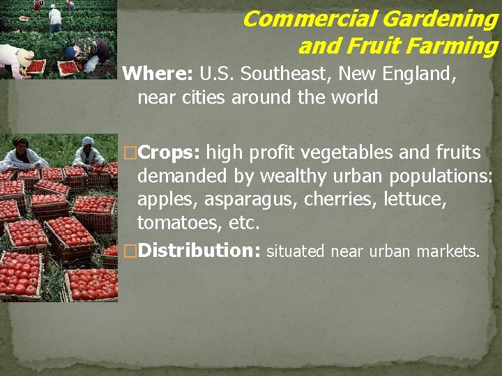 Commercial Gardening and Fruit Farming Where: U. S. Southeast, New England, near cities around
