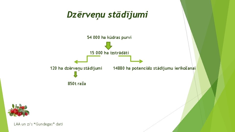 Dzērveņu stādījumi 54 000 ha kūdras purvi 15 000 ha izstrādāti 120 ha dzērveņu