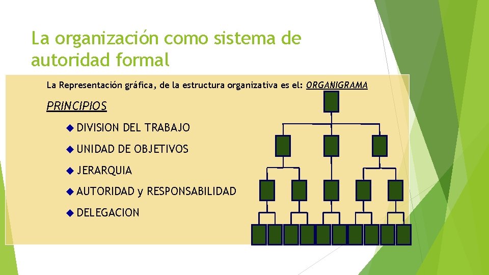 La organización como sistema de autoridad formal La Representación gráfica, de la estructura organizativa