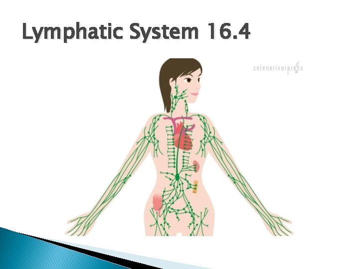 Lymphatic System 16. 4 
