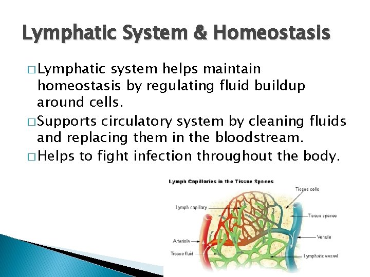 Lymphatic System & Homeostasis � Lymphatic system helps maintain homeostasis by regulating fluid buildup