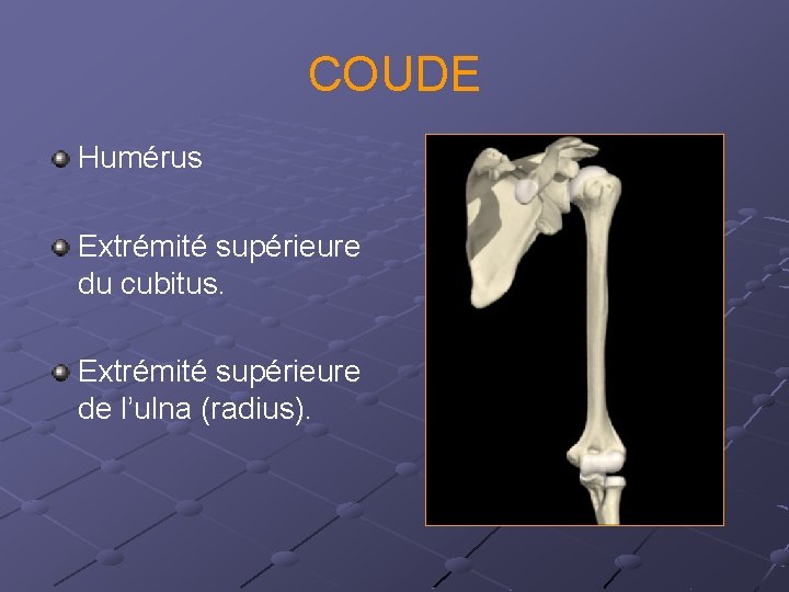 COUDE Humérus Extrémité supérieure du cubitus. Extrémité supérieure de l’ulna (radius). 