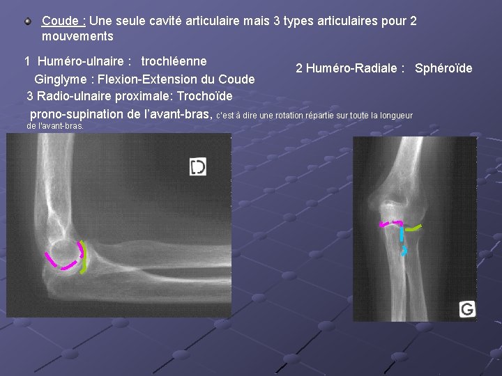 Coude : Une seule cavité articulaire mais 3 types articulaires pour 2 mouvements 1