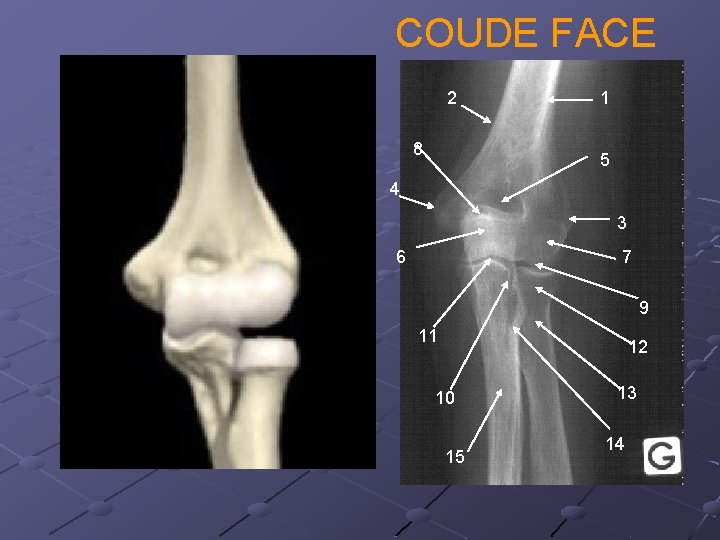 COUDE FACE 2 8 1 5 4 3 6 7 9 11 12 10
