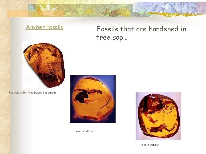 Amber Fossils that are hardened in tree sap… Prehistoric termites trapped in amber Lizard