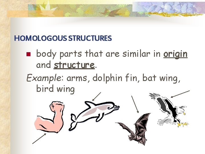 HOMOLOGOUS STRUCTURES body parts that are similar in origin and structure. Example: arms, dolphin