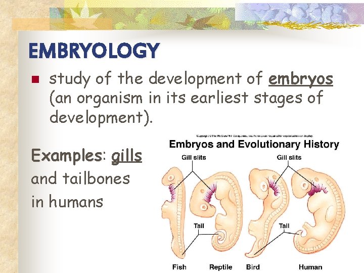 EMBRYOLOGY n study of the development of embryos (an organism in its earliest stages