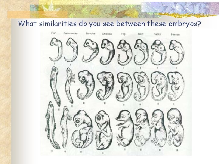 What similarities do you see between these embryos? 