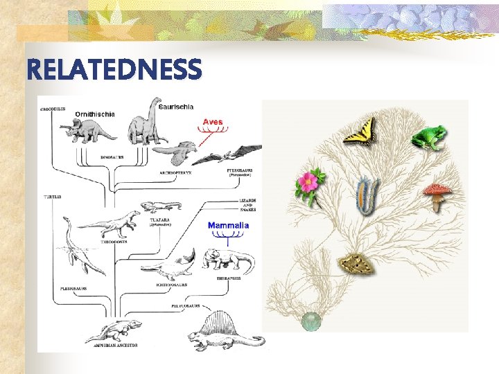 RELATEDNESS 