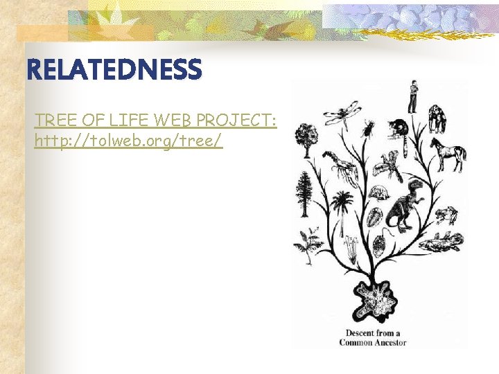 RELATEDNESS TREE OF LIFE WEB PROJECT: http: //tolweb. org/tree/ 