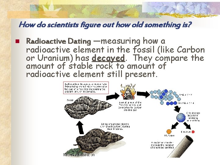 How do scientists figure out how old something is? n Radioactive Dating —measuring how