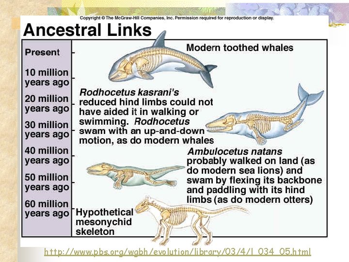 http: //www. pbs. org/wgbh/evolution/library/03/4/l_034_05. html 