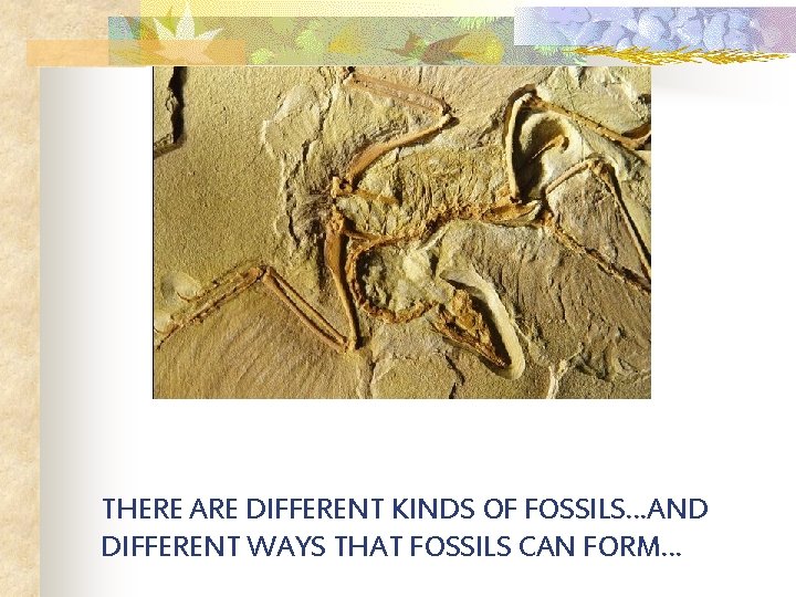 THERE ARE DIFFERENT KINDS OF FOSSILS…AND DIFFERENT WAYS THAT FOSSILS CAN FORM… 