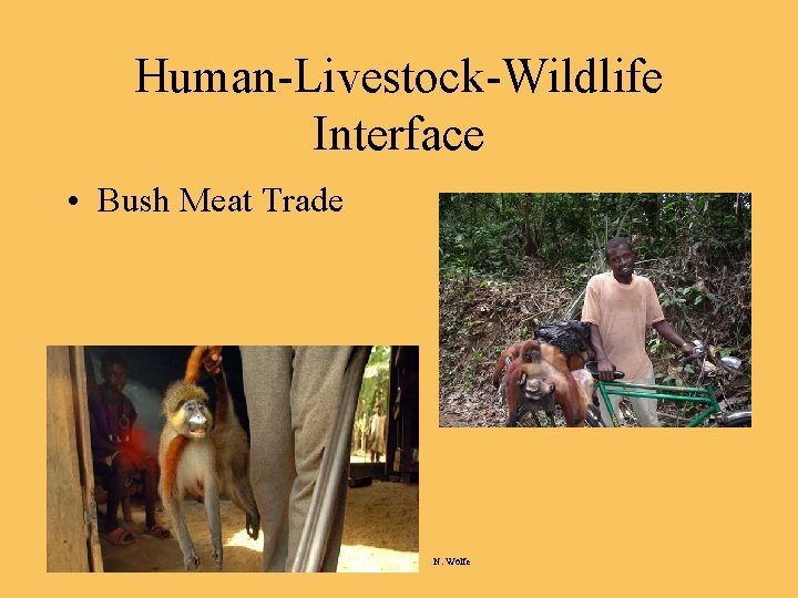 Human-Livestock-Wildlife Interface • Bush Meat Trade N. Wolfe 