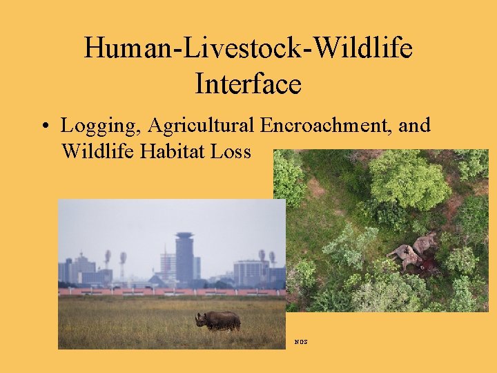 Human-Livestock-Wildlife Interface • Logging, Agricultural Encroachment, and Wildlife Habitat Loss NGS 