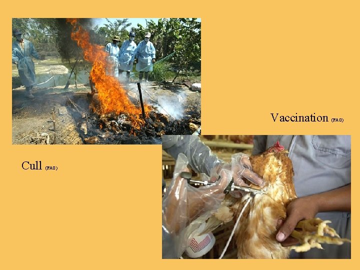 Vaccination Cull (FAO) 