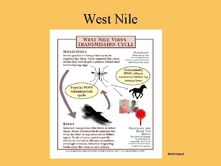 West Nile ERAP/Cornell 
