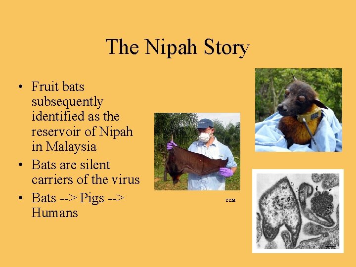 The Nipah Story • Fruit bats subsequently identified as the reservoir of Nipah in