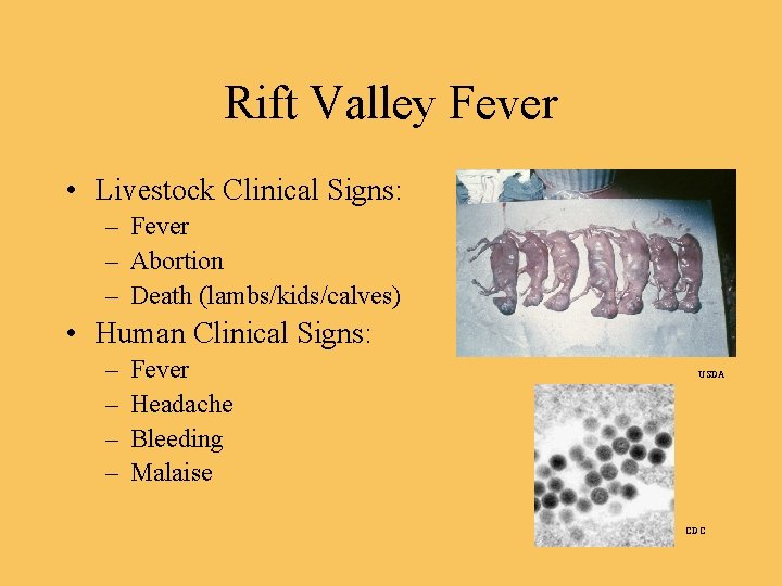 Rift Valley Fever • Livestock Clinical Signs: – Fever – Abortion – Death (lambs/kids/calves)