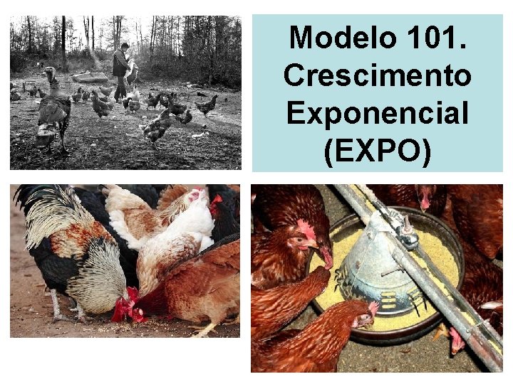 Modelo 101. Crescimento Exponencial (EXPO) 