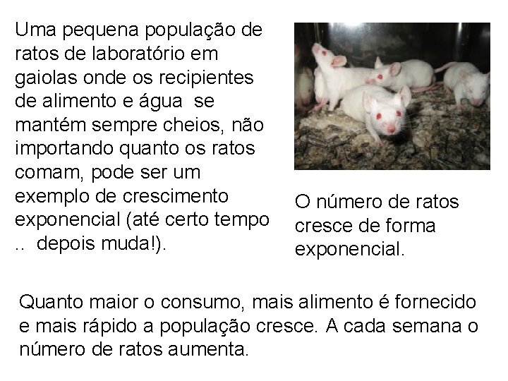 Uma pequena população de ratos de laboratório em gaiolas onde os recipientes de alimento