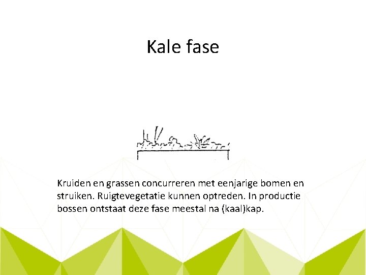 Kale fase Kruiden en grassen concurreren met eenjarige bomen en struiken. Ruigtevegetatie kunnen optreden.