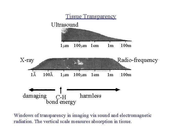 Tissue Transparency Ultrasound 1 mm 100 mm 1 cm 1 m X-ray 1 A