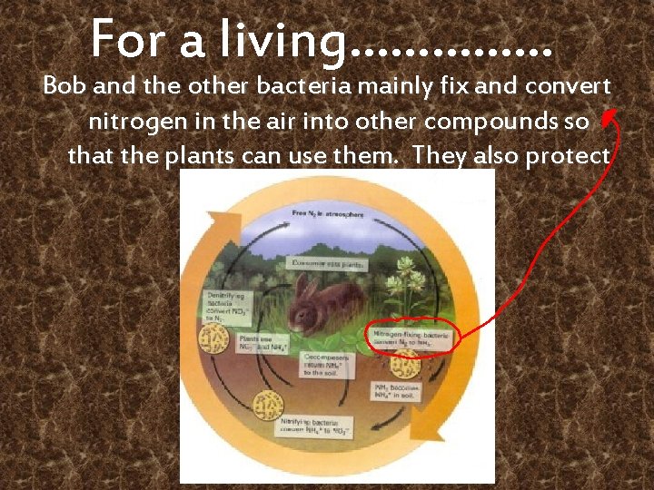 For a living…………… Bob and the other bacteria mainly fix and convert nitrogen in