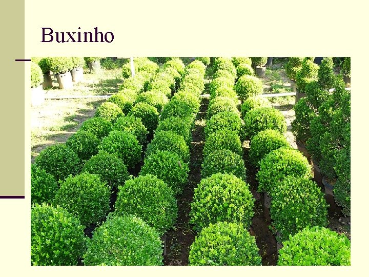 Buxinho 